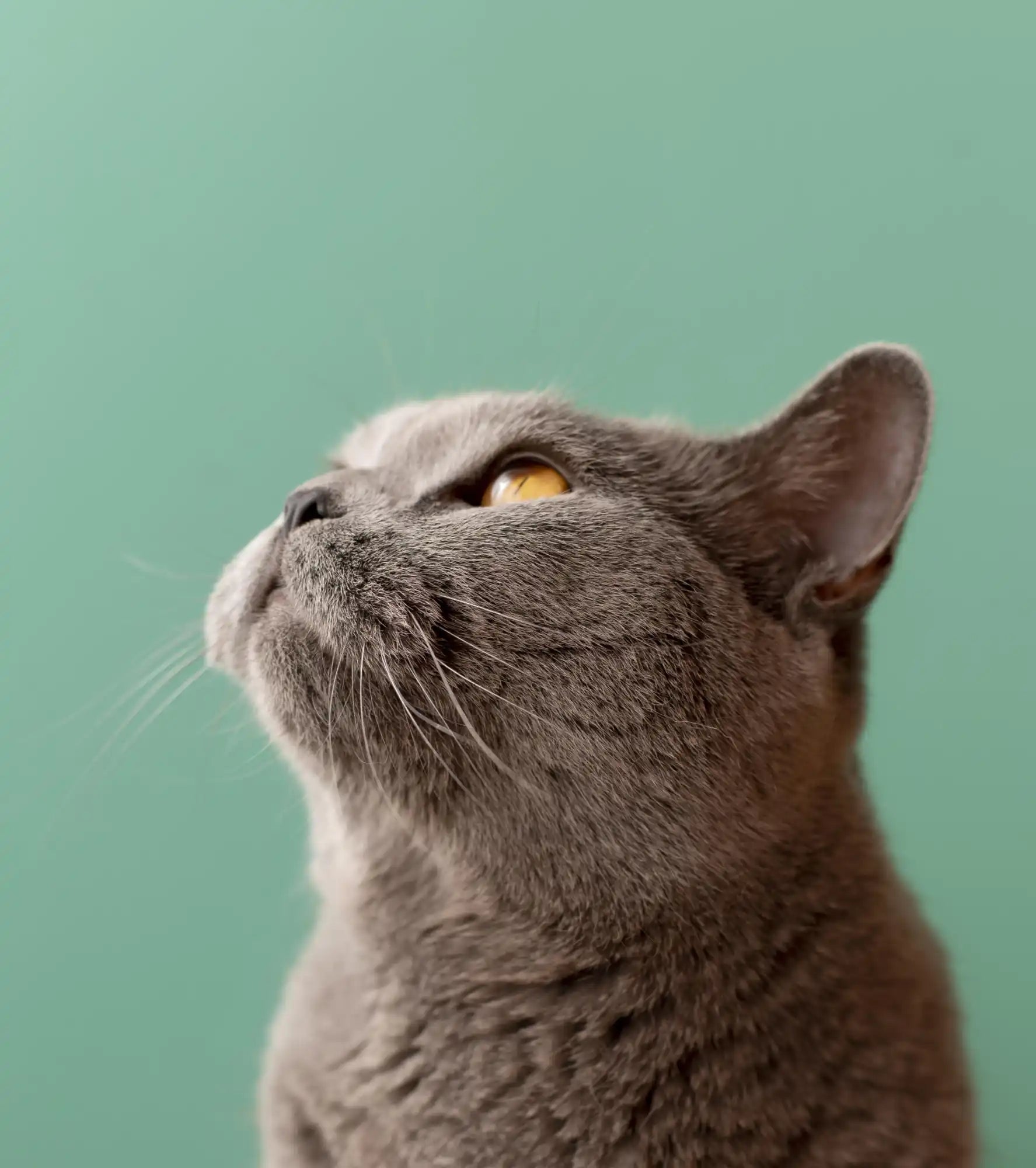 Un chat gris aux yeux jaunes regardant en haut.