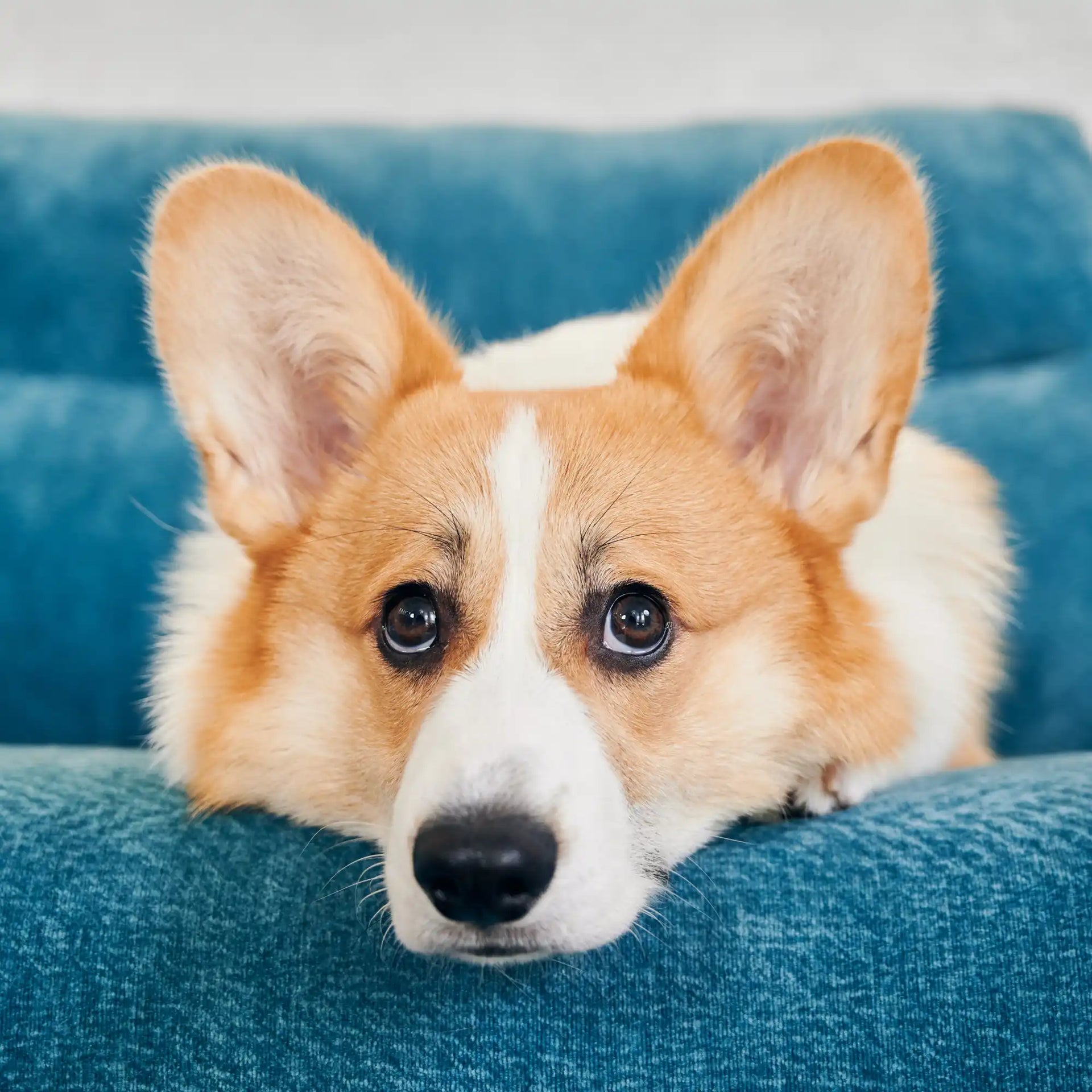 Un mignon Pembroke Welsh Corgi avec des yeux expressifs.